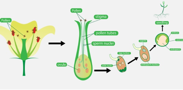 Plant Reproduction Quizzes & Trivia