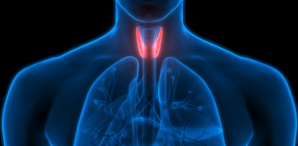 Anatomy Parotid Gland Face