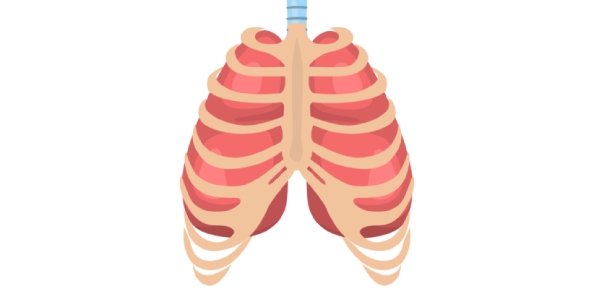 Thorax Quizzes & Trivia