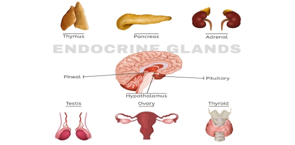 24 Endocrine Quizzes Online, Trivia, Questions & Answers - ProProfs Quizzes