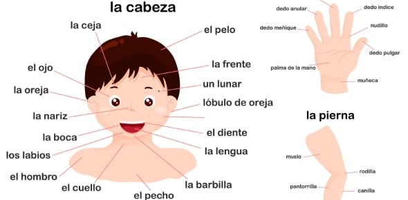 Spanish Body Parts Quizzes & Trivia