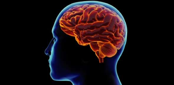 Human Brain Quizzes & Trivia