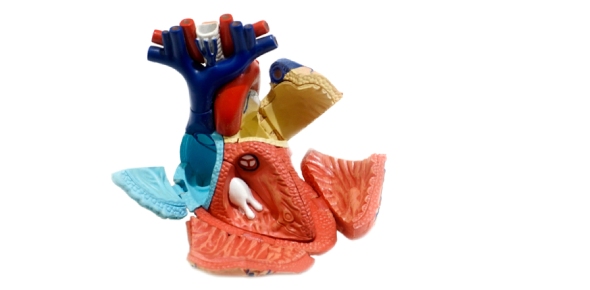 Ventricle Quizzes & Trivia