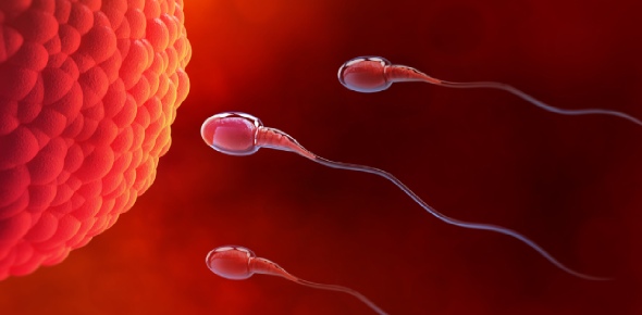 Fertilization, Weeks 1 And 2 Of Development