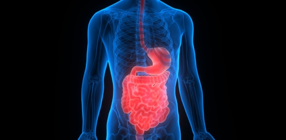 Med Oradea - Anatomy II - Digestive System - Large Intestine And Rectum