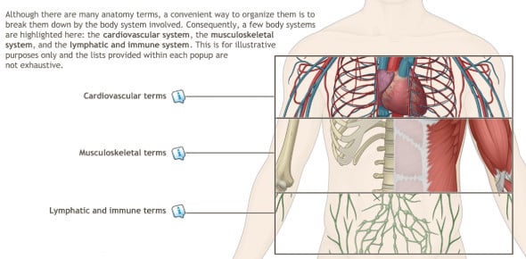 Test Your Knowledge On The Structures Of The Shoulder Region