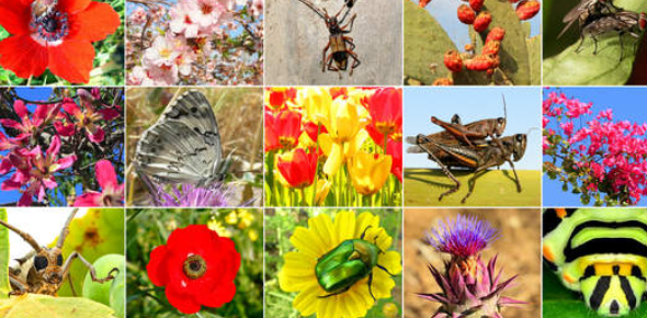 Biodiversity Quizzes & Trivia