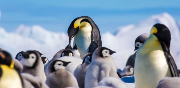 Emperor Penguin Quizzes & Trivia
