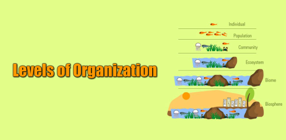 Levels Of Organization In The Multicellular Organism