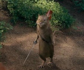 Which Narnia Animal Are You? - Quiz