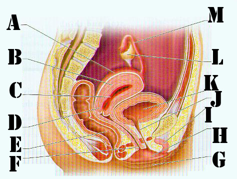 Female Reproductive System A - Quiz