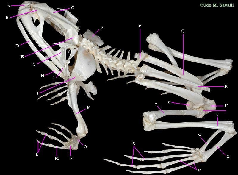 Frog Skeletal Anatomy - Quiz