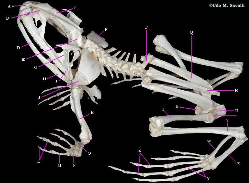 Frog Skeletal Anatomy - ProProfs Quiz fish skeleton diagram 