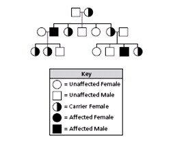 Genetics And Punnett Squares Quiz (3)