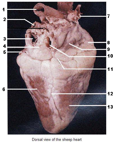 Quiz: Can You Identify These Parts Of A Sheep's Heart? - ProProfs Quiz