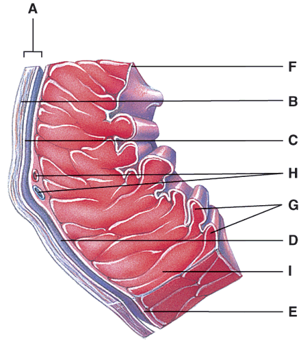 Chapter 17: Function Of The Heart