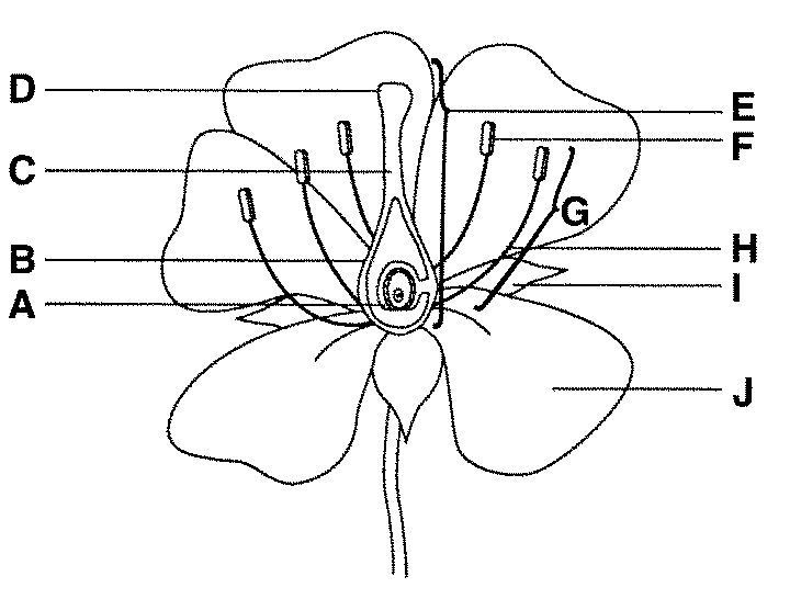 Anatomy Of A Flower Proprofs Quiz