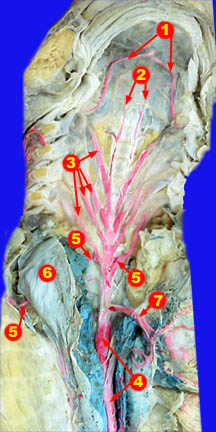 Pleuropertineal Arteries And Veins Of Squalus