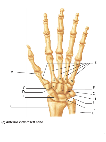 Anatomy And Physiology 141 Lab Practical 2 - ProProfs Quiz