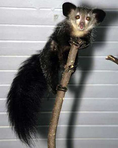 How Well Do You Know The Aye-aye ? - Quiz