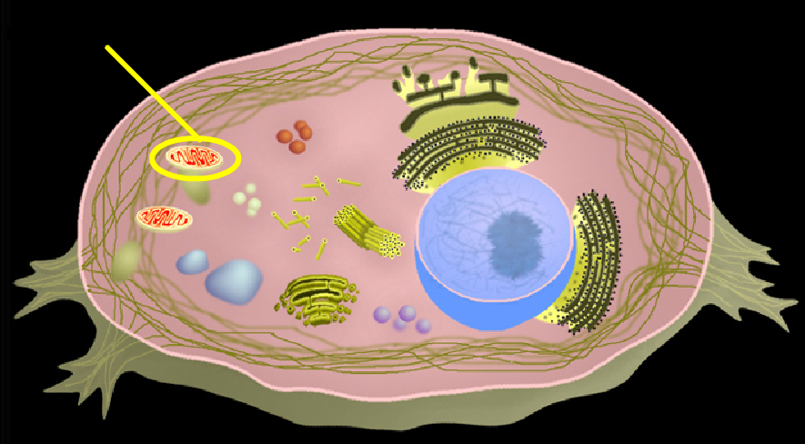 Cells & Tissues ProProfs Quiz