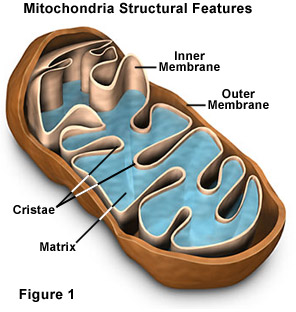 As Level Eukaryotic Cells Test