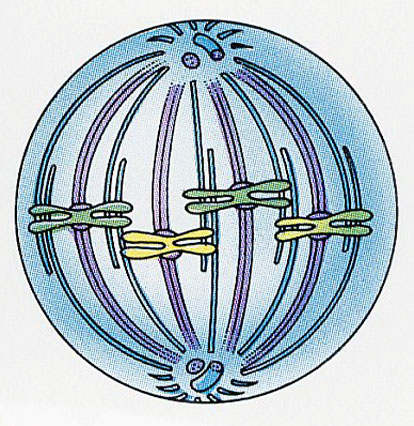 Do You Know About Cell Division?