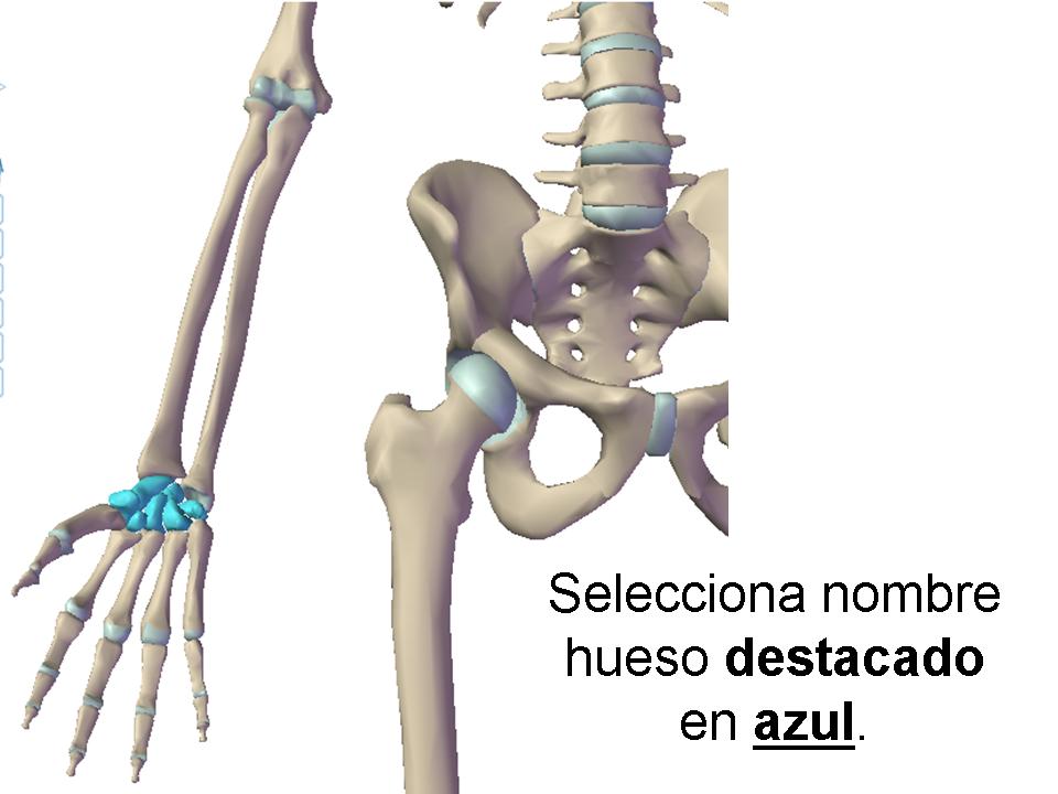 Huesos Esqueleto Humano - Quiz, Trivia & Questions