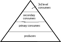 Energy Flow Through Ecosystems - ProProfs Quiz