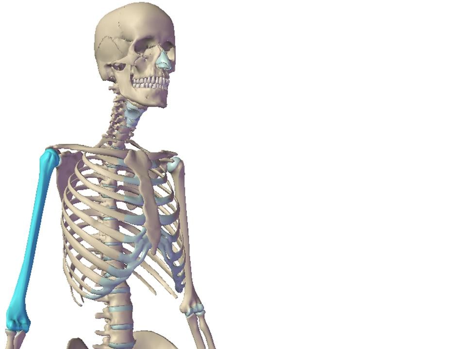 Huesos Esqueleto Humano - Quiz