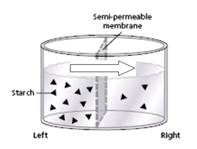 Cellular Transport, Respiration, And Reproduction Quiz