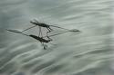 water strider 