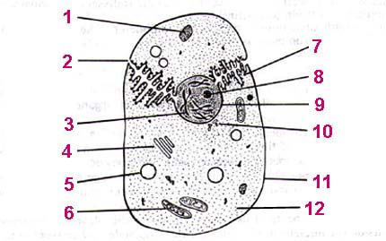 15: Prokaryotic Cell Division