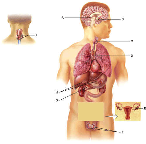 Test Questions About Endocrine System