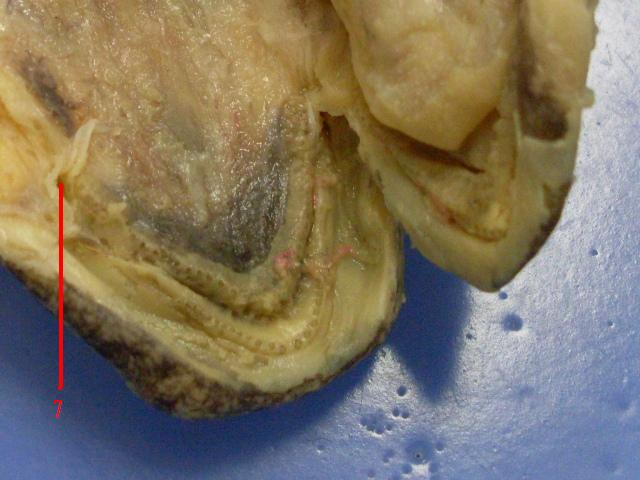 Necturus Respiratory System - ProProfs Quiz