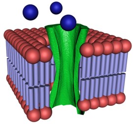 Cell Biology - Long Quiz