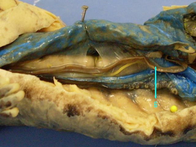 Necturus Respiratory System - ProProfs Quiz
