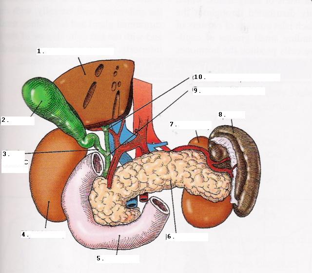 Liver And Biliary System - ProProfs Quiz