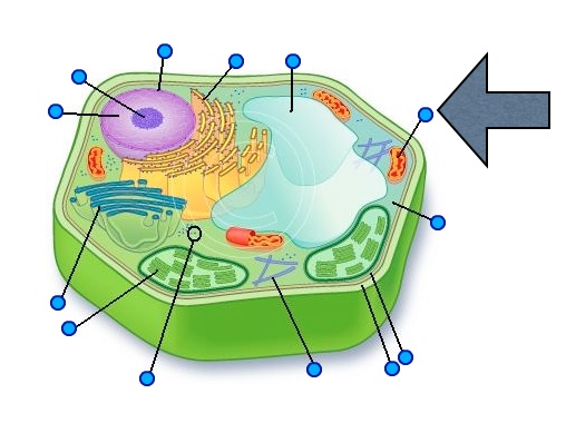 Image: https://www.proprofs.com/quiz-school/upload/yuiupload/1890787927.jpg