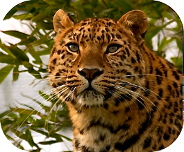 Mary Sue/Gary Stu Test For Animal And Furry Characters 