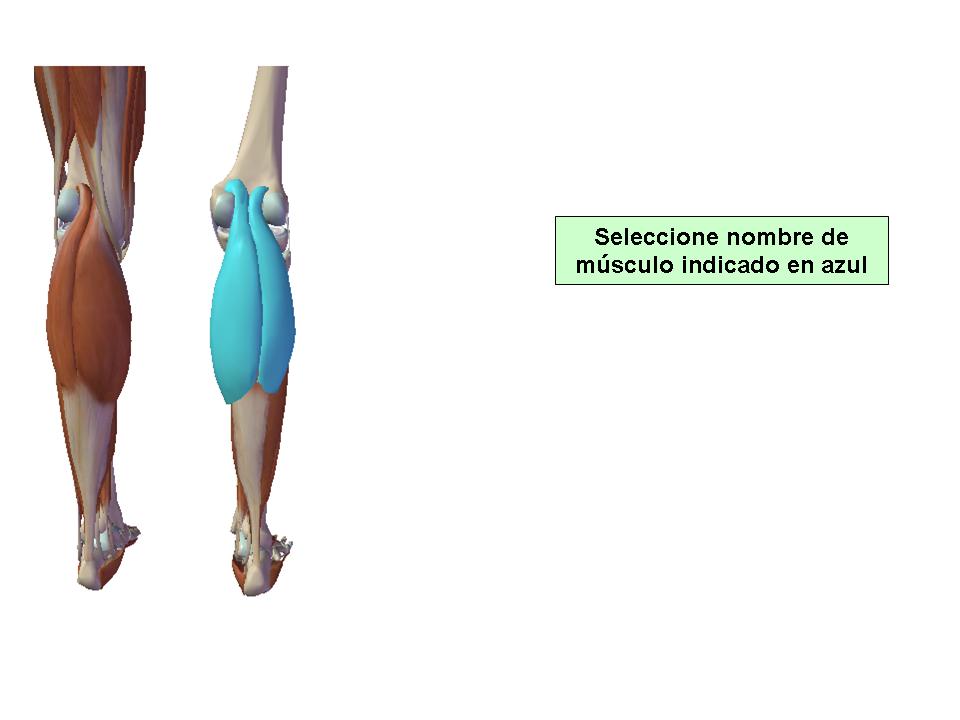 Para obtener chuleta presione aca.
