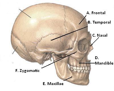 Muscles And Bones Of The Face - Quiz