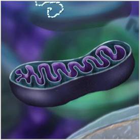 Test Your Knowledge Of Important Cell Organelles!