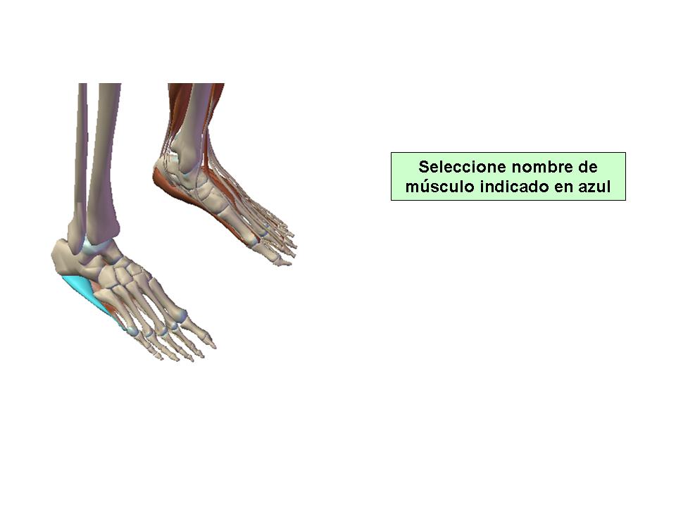 Para obtener chuleta presione aca.
