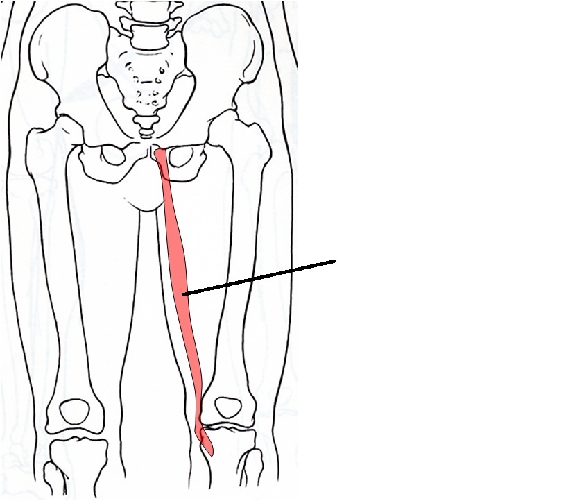 Anatomy Hip Joint Muscles ProProfs Quiz