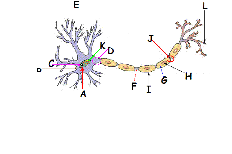 Parts of a Neuron Quiz