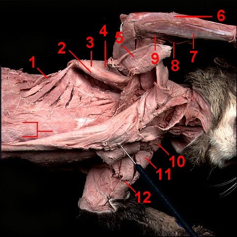 Hypaxial Muscles Of A Cat - Quiz