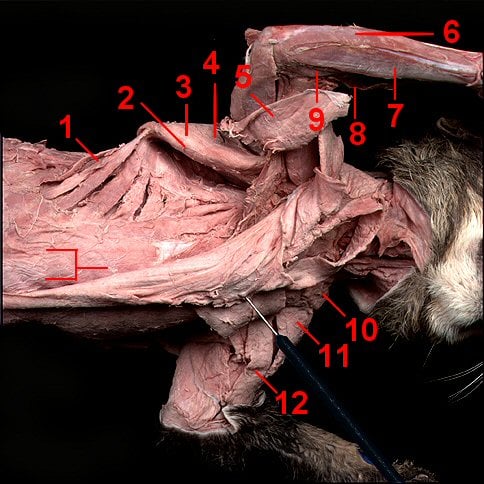 Hypaxial Muscles Of A Cat - ProProfs Quiz