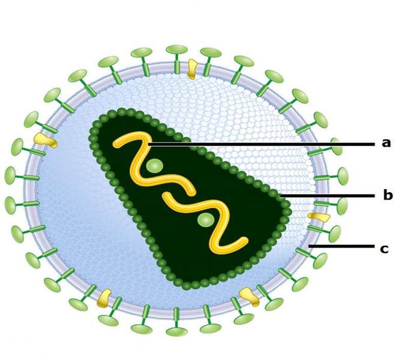 Berkaitan Erat Dengan Virus