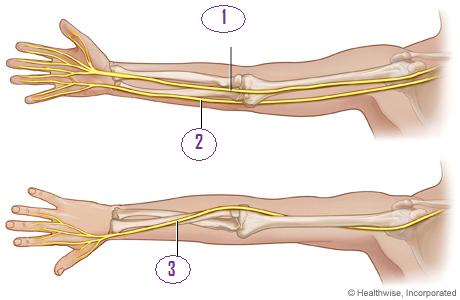 Interactive Nerve Anatomy Guide